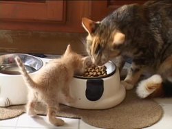 Magnificent Mammals: Video Review Instructional Video