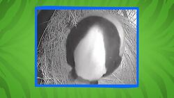 Zookeepers Breathed a Collective Sigh of Relief When This Panda Cub Was Born Instructional Video