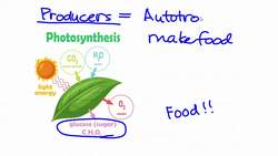 Importance of Photosynthesis Instructional Video