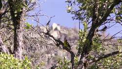 Yosemite Nature Notes 23: Birdsongs Instructional Video