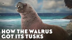How the Walrus Got Its Tusks Instructional Video