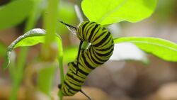 High Five Facts - Butterflies Instructional Video