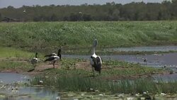 Australian Pelican standing on the shoreline Stock Footage