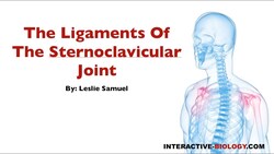 077 The Ligaments Of The Sternoclavicular Joint Instructional Video