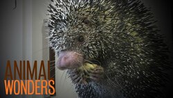 Kemosabe Does it Again Instructional Video