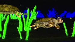 CLEAN : Ocean themed sound and light show illuminates Paris Jardin des Plantes News Clip