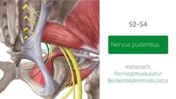 Nerven des männlichen Beckens Instructional Video