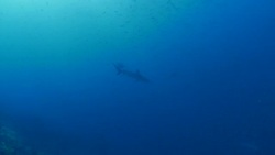 Galapagos shark cruising below sea surface at Darwin Island Stock Footage