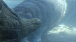 Baby Hippo Astonishes With His Swimming Skills at Just Two Days Old Instructional Video