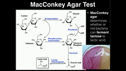 Microbiology: MacConkey Agar Instructional Video