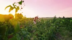 An elderly woman collects raspberries at sunset. Organic food. Stock Footage