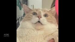 #TheMoment an Ottawa 'fat cat' went on an internet weight loss quest News Clip