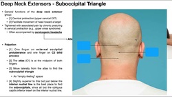 Suboccipital Triangle & Muscles | Palpation Technique & Rationale Instructional Video