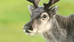 Svalbard Reindeer Stock Footage