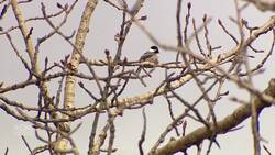 Calgary non-profit warns residents of avian flu risks as spring bird migration begins News Clip