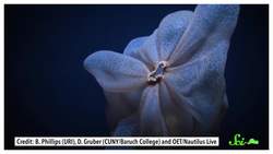 The Shapeshifting Deep Sea Jellyfish... With a "Pet" Instructional Video