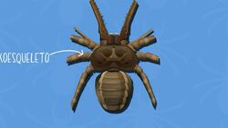 I WONDER - What Shape Are Arachnid Bodies? Me Pregunto - De Qué Forma Son Los Cuerpos Los Arácnidos? Instructional Video