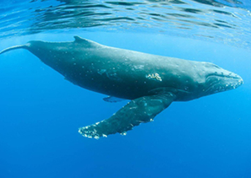 Whale sounds