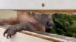 Meet Rufus, the naked raccoon taken in by N.S. wildlife rehab centre News Clip