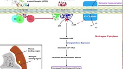 Heroin & Morphine | Metabolism & Mechanism of Action Instructional Video