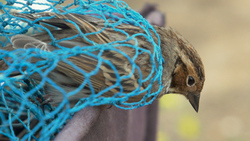 Uncaged: saving China's songbirds from the poachers' nets Instructional Video