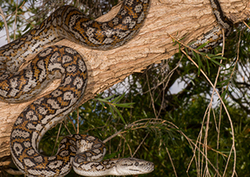 Python Instructional Video