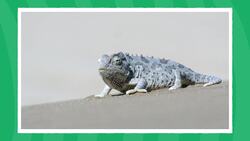 I WONDER - Why Do Chameleons Change Colour? Instructional Video