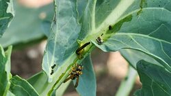 Wasp parts caterpillar into small pieces Stock Footage