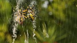 Spider Crawling on Web on Mirror Stock Footage