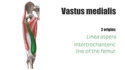 Quadriceps femoris muscle Instructional Video