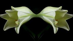 Impressions and Lasting Legacy of Emily Dickinson Instructional Video