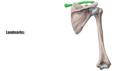 Teres minor muscle Instructional Video