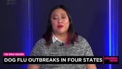 Dog Flu On The Rise, Outbreaks In Four States News Clip