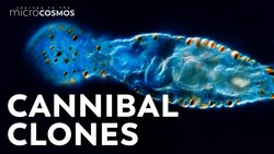 Aeolosoma: Polka-Dotted Vacuum Worms Instructional Video