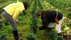 From the Farmer's Field: Lacinato Kale Instructional Video