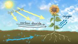 Factors That Influence Plant and Animal Growth Instructional Video