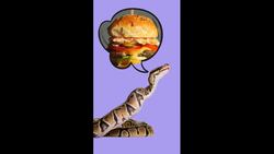 This Is Why You Should Never Sleep With Your Pet Snake Instructional Video