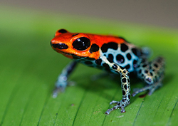 Poison Arrow Frog Instructional Video
