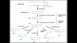 PUFAs: Eicosanoid Biosynthesis Instructional Video