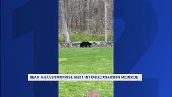 Bear spotted roaming backyard in Monroe News Clip