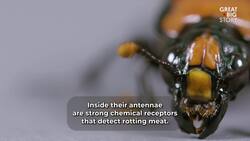 Meet the Gravedigger of the Animal Kingdom Instructional Video