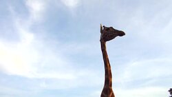 giraffe catching feed in africa Stock Footage
