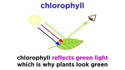Plant Pigments Instructional Video