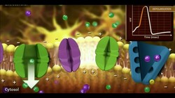 Action Potential Physiology (FULL VIDEO) Instructional Video