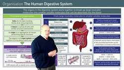 How the Organs in the Digestive System Work Together Instructional Video