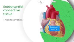 Heart histology Instructional Video