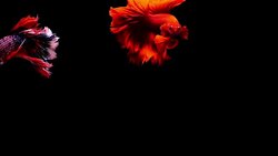 Capture the moving moment of Siamese fighting fish, Two Betta fish on black background Stock Footage