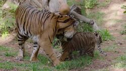 A Tiger Mama and Her Three Tiger Cubs Explore Their New Habitat Instructional Video
