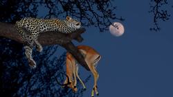 Science Kids: Lions, Tigers and Other Big Cats Instructional Video