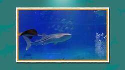 I WONDER - How Good Is Shark Vision? Me Pregunto - Qué Tan Buena Es La Visión Del Tiburón? Instructional Video